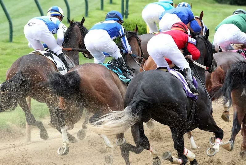 Horse sports betting